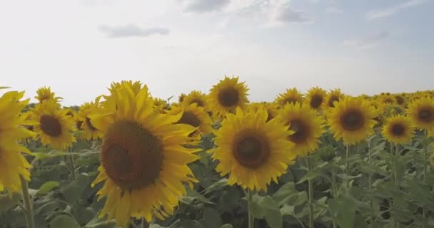 Vista Aérea Girasoles Soplando Viento — Vídeos de Stock