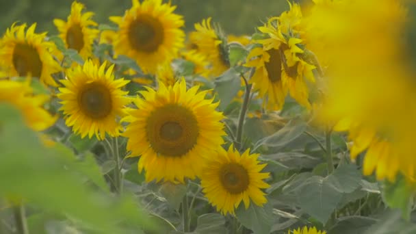 Girasoles Soplando Viento — Vídeos de Stock