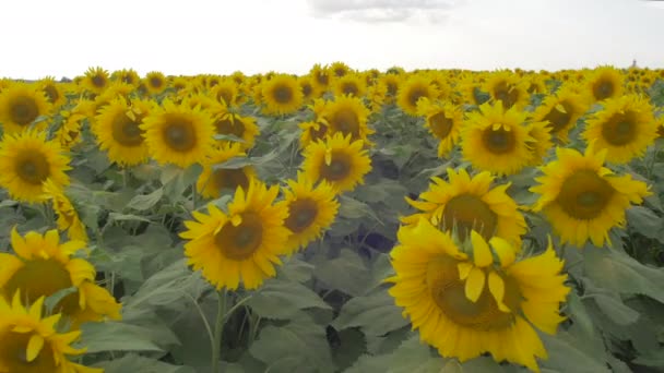 Sunflower Field Sunny Day — Stock Video
