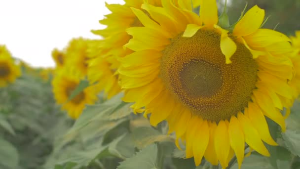 Крупним Планом Сонячна Квітка — стокове відео