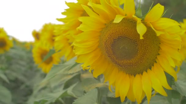 Primer Plano Una Flor Del Sol — Vídeos de Stock