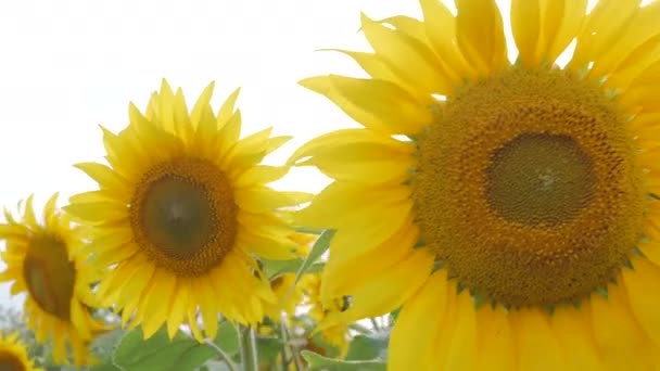 Close Sunflower — Stock Video