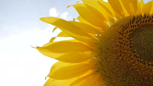 Close View Sunflower Petals — Stock Video