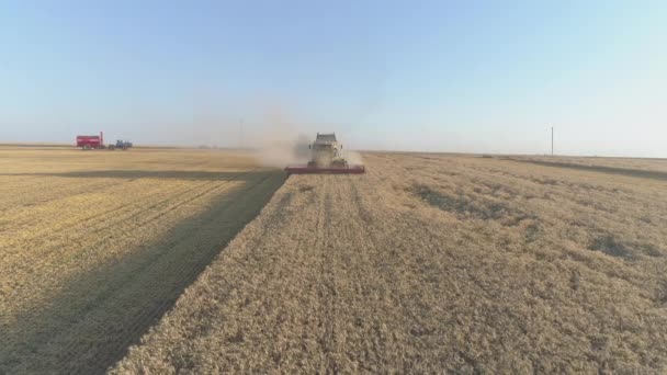 Aerial View Combine Harvesting — Stock Video