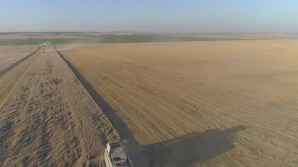 Luftaufnahme Eines Mähdreschers Bei Der Ernte Eines Weizenfeldes — Stockvideo