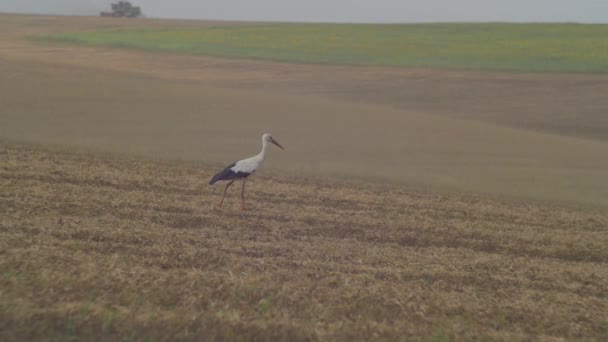 Gólyák Búzamezőn — Stock videók