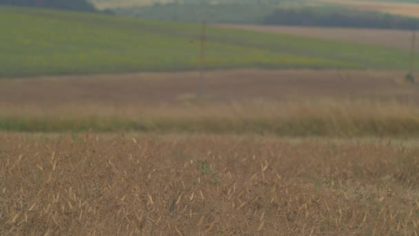 Połączyć Maszynowe Zbieranie Pszenicy Polu — Wideo stockowe