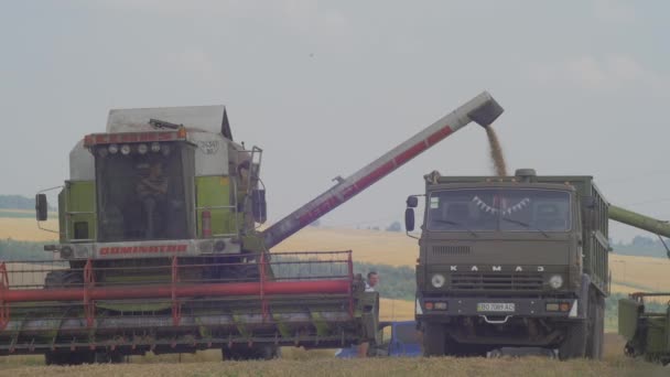 小麦をアンロードする収穫者を組み合わせる — ストック動画