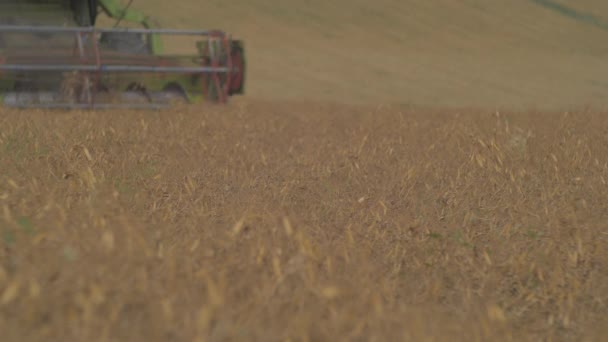 Mähdrescher Erntet Weizen Auf Feld — Stockvideo