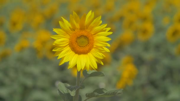 Primer Plano Girasol — Vídeos de Stock