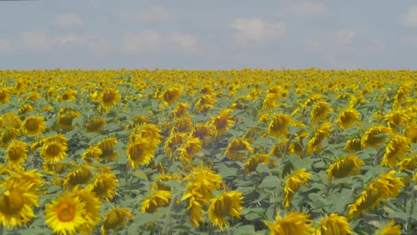 Field Sunflowers Sunny Day — Stock Video