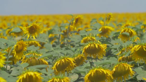 Field Sunflowers Sunny Day — Stock Video