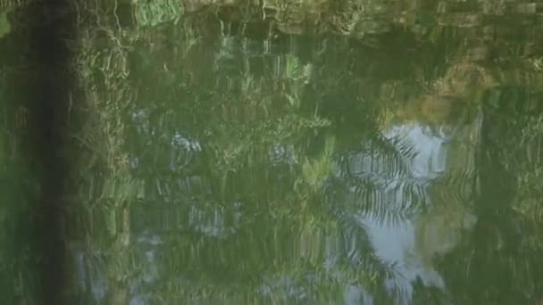 Árboles Reflejados Agua — Vídeos de Stock
