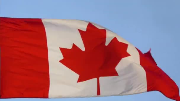 Flagga Kanada Viftar Blå Himmel Bakgrund — Stockvideo