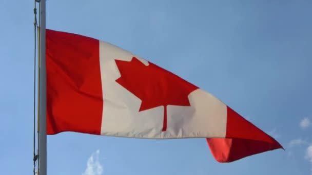 Zászló Kanada Integet Szélben — Stock videók