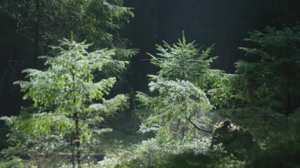 森の木々 — ストック動画