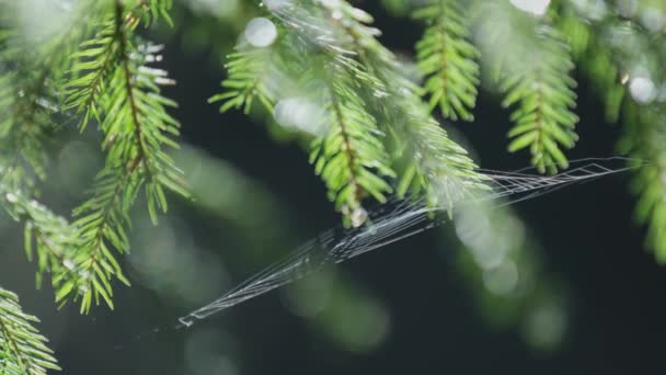 Primer Plano Telaraña — Vídeos de Stock