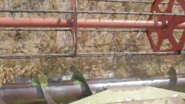 Kichererbsen Auf Einem Feld Ernten — Stockvideo