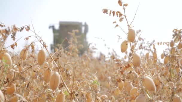 Cosechando Campo Garbanzos — Vídeos de Stock