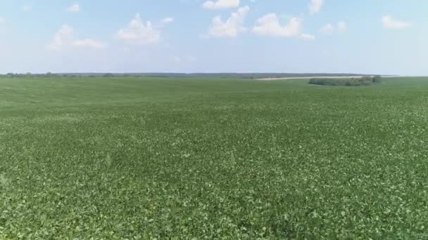 Aerial View Vast Green Field — Stock Video