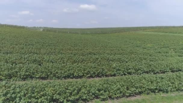 Vista Aerea Della Piantagione Ribes — Video Stock