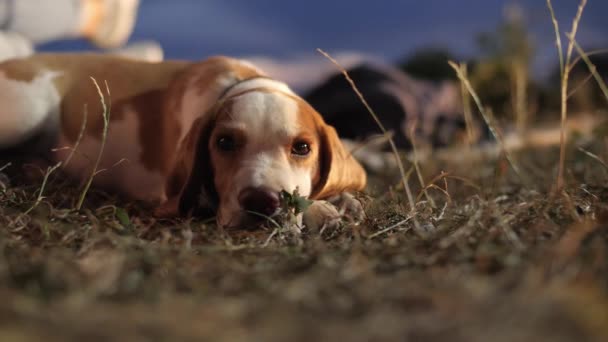 Imagens Cachorro Doce Beagle — Vídeo de Stock