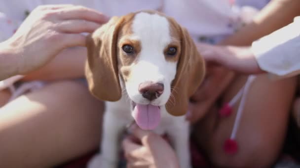 Simogatni Egy Beagle Kiskutyát — Stock videók