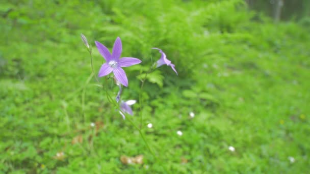 Vue Une Fleur Violette — Video