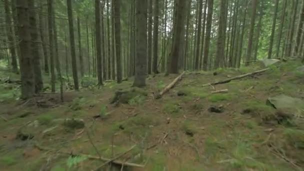Деревянные Стволы Лесу — стоковое видео
