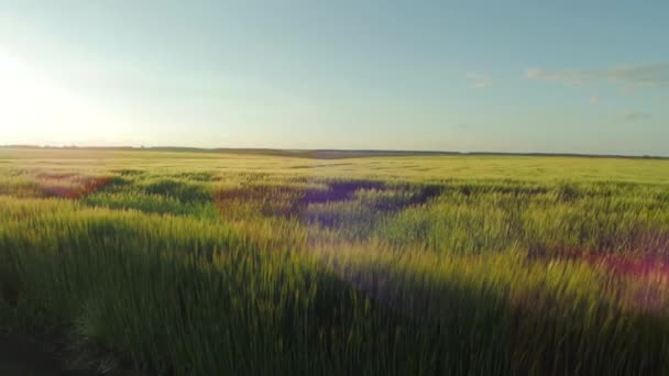 Weizenfeld Einem Sonnigen Tag — Stockvideo
