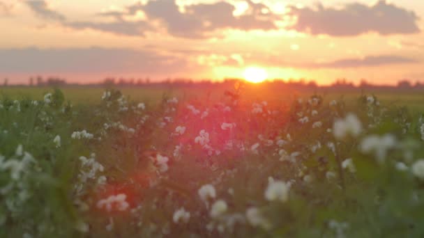 Champ Avec Fleurs Coucher Soleil — Video