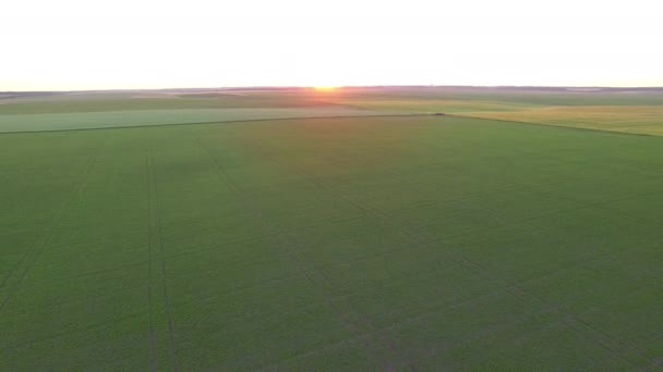 Gün Batımındaki Plantasyonların Havadan Görüntüsü — Stok video
