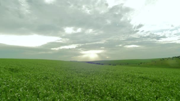 Vista Del Campo Guisantes Forrajeros — Vídeos de Stock