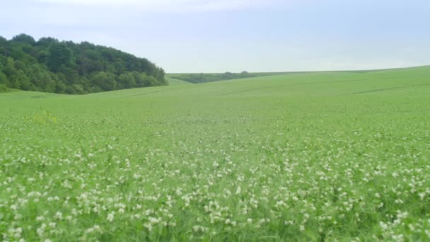 Pan Right Peas Field — Stock Video