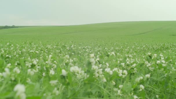 Pan Left Forage Pea Field — Stock Video