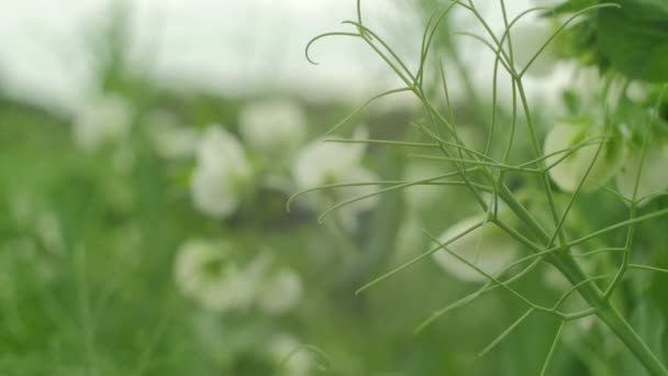 豌豆花的花斑焦点 — 图库视频影像