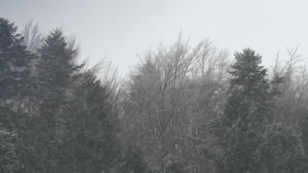 Drzewa Śnieżny Dzień — Wideo stockowe