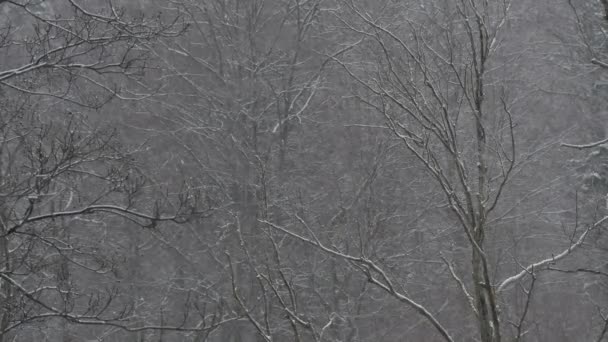 Árboles Sin Hojas Día Nevado — Vídeo de stock