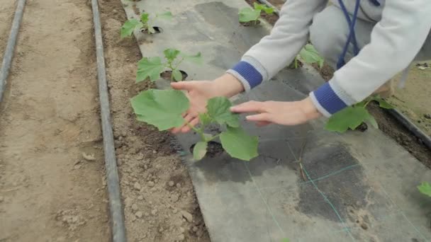 Hands Carefully Arranging Plant — kuvapankkivideo