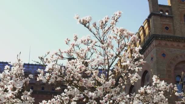 Låg Vinkel Magnolia Träd Blomma — Stockvideo