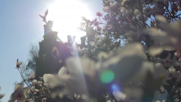 Sonne Scheint Über Magnolienblüten — Stockvideo