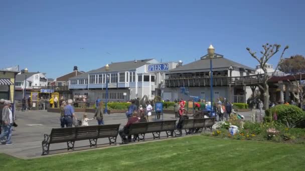 Wandern Und Entspannen Einem Park Der Nähe Von Pier — Stockvideo