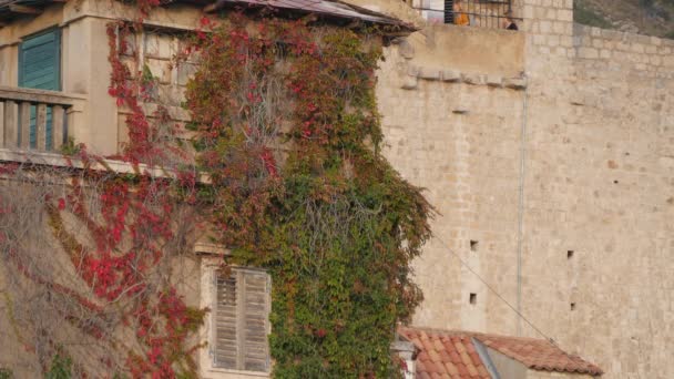 Plante Grimpante Sur Mur — Video