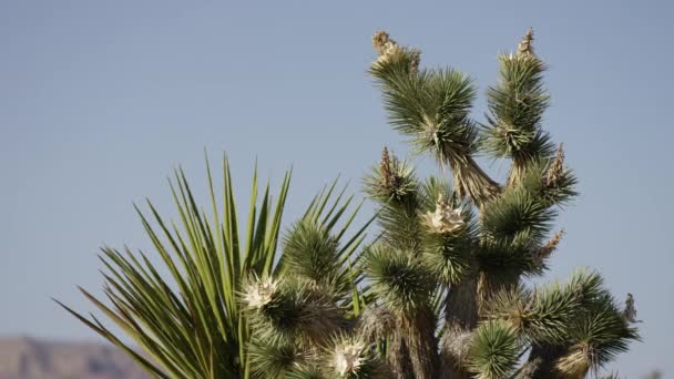 Alberi Yucca Del Deserto Vicino — Video Stock