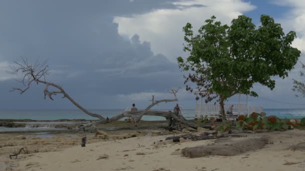 海滩上的树木和干枯的枝条 — 图库视频影像