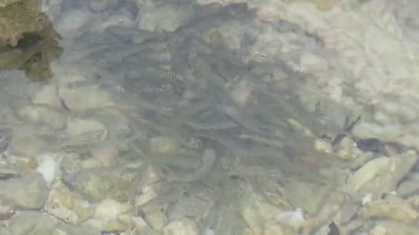 Tadpoles Water Close — Stock Video