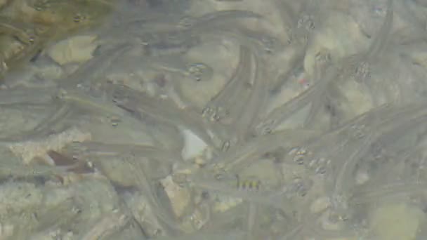 Close View Tadpoles — Stock Video