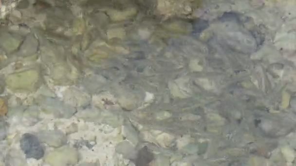 水の中のオタマジャクシの閉鎖 — ストック動画
