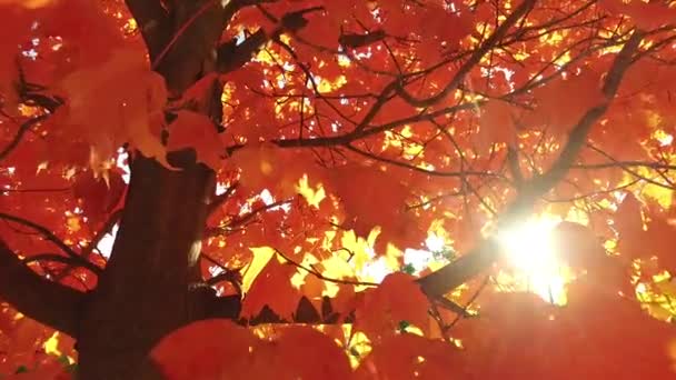Tree Trunk Red Leaves — Stock Video