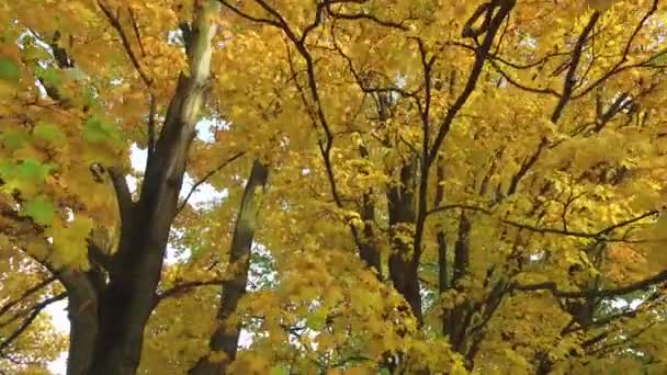 Branches Feuilles Jaunes — Video